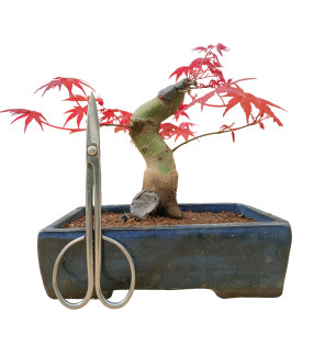 ACER PALMATUM 16263