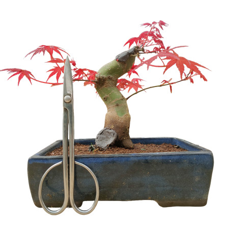ACER PALMATUM 16263