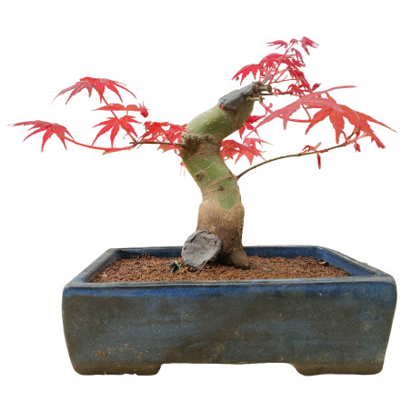 ACER PALMATUM 16263