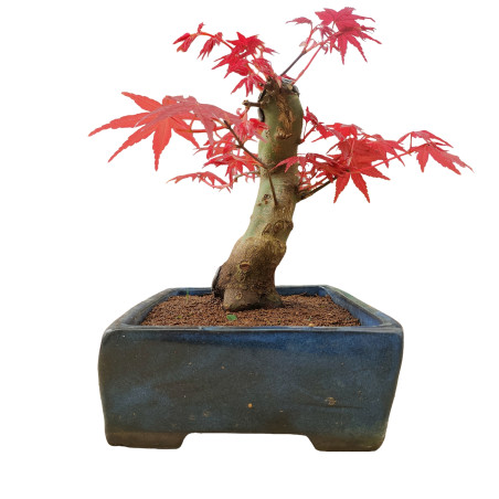 ACER PALMATUM 16263