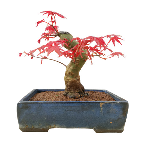 ACER PALMATUM 16263