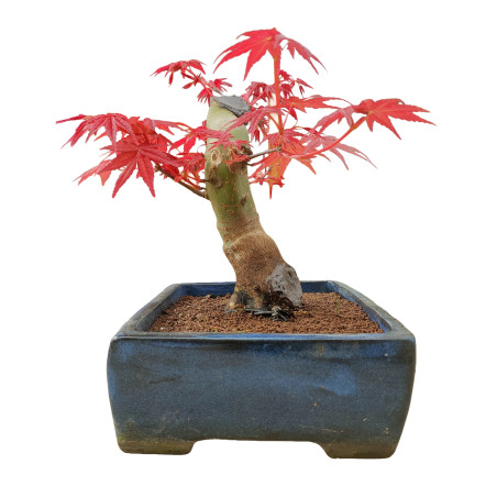 ACER PALMATUM 16263