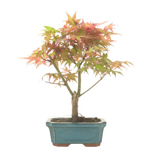 ARCE DESHOJO 16279
