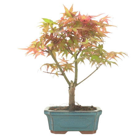 ARCE DESHOJO 16279