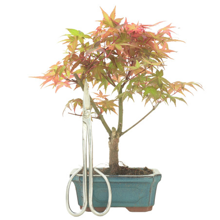 ARCE DESHOJO 16279