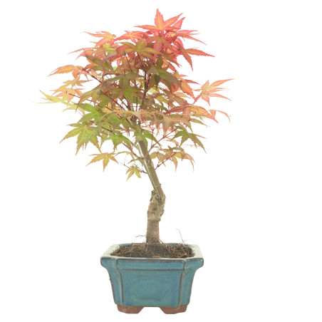 ARCE DESHOJO 16279