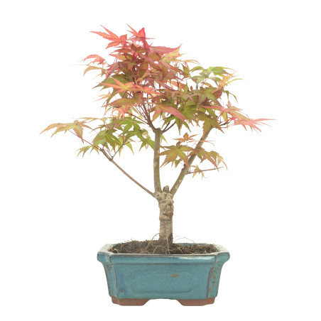 ARCE DESHOJO 16279