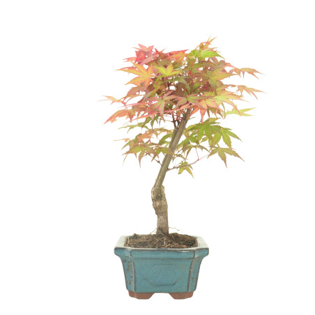 ARCE DESHOJO 16279