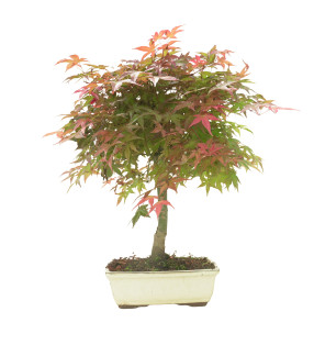 ARCE DESHOJO 16284