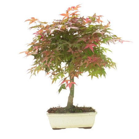 ARCE DESHOJO 16284