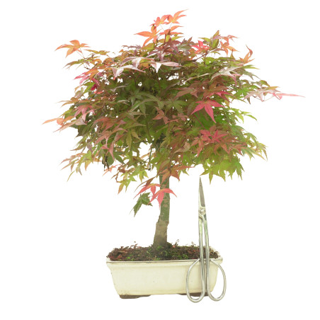 ARCE DESHOJO 16284