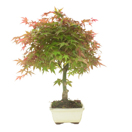 ARCE DESHOJO 16284
