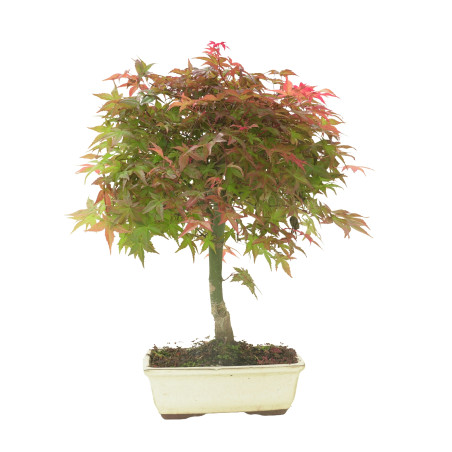 ARCE DESHOJO 16284