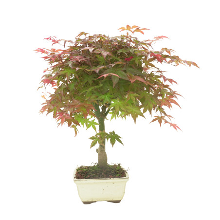 ARCE DESHOJO 16284