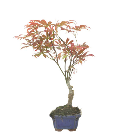ARCE ATROPURPUREUM 16285