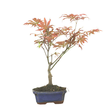 ARCE ATROPURPUREUM 16285