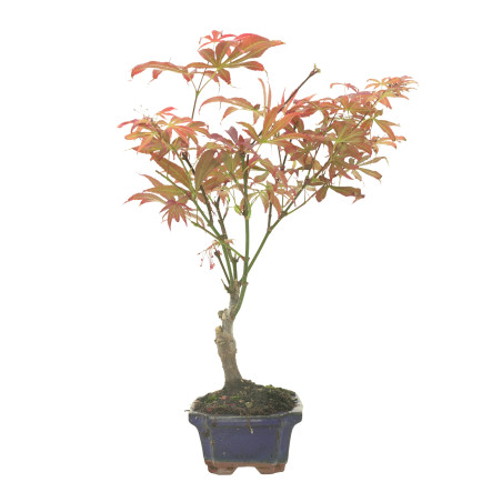 ARCE ATROPURPUREUM 16285