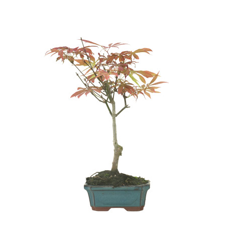 ARCE ATROPURPUREUM 16286