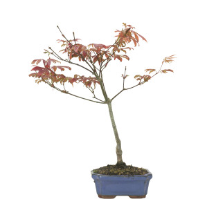 ARCE ATROPURPUREUM 16287