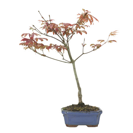 ARCE ATROPURPUREUM 16287