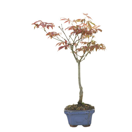 ARCE ATROPURPUREUM 16287