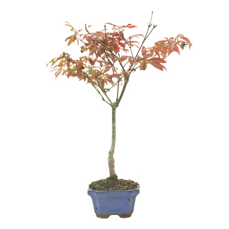 ARCE ATROPURPUREUM 16287
