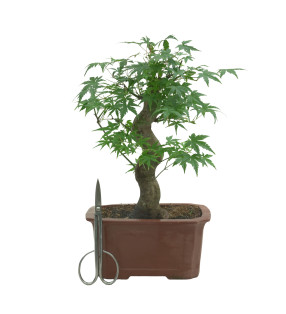 ACER PALMATUM 15687
