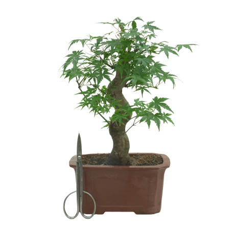 ACER PALMATUM 15687