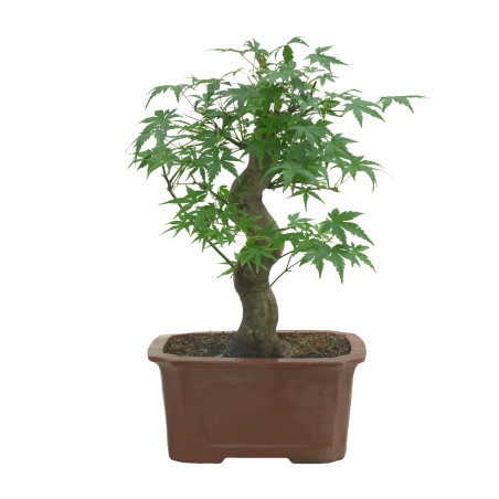 ACER PALMATUM 15687
