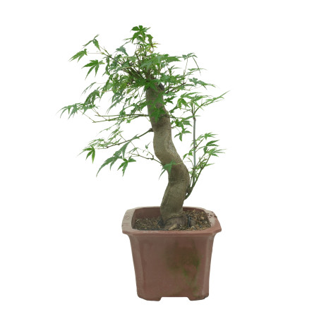 ACER PALMATUM 15687