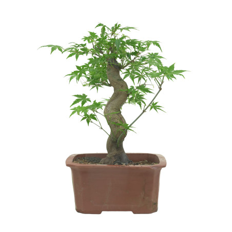 ACER PALMATUM 15687