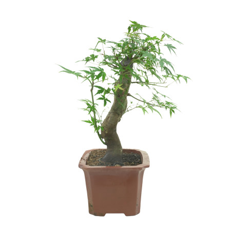 ACER PALMATUM 15687
