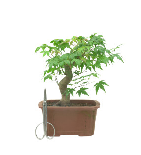 ACER PALMATUM 15684