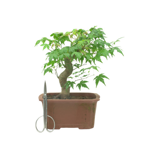 ACER PALMATUM 15684