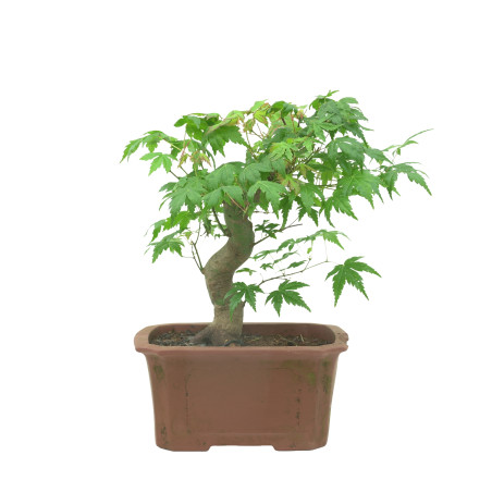 ACER PALMATUM 15684