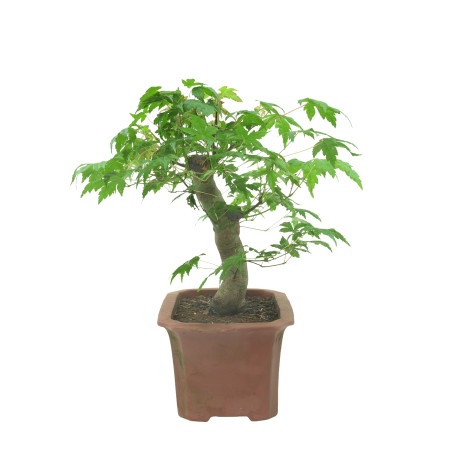 ACER PALMATUM 15684