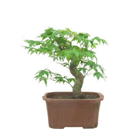 ACER PALMATUM 15684