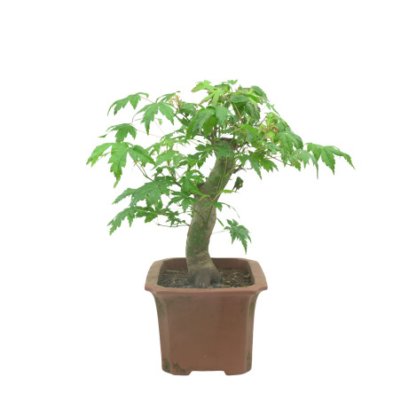 ACER PALMATUM 15684