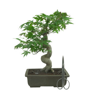 ACER PALMATUM 15692
