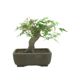 ACER PALMATUM 15685