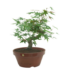 ACER PALMATUM 15691