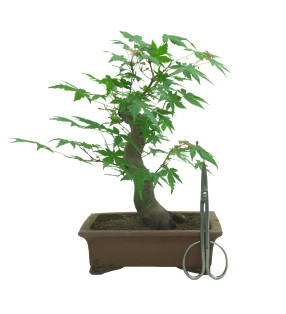 ACER PALMATUM 16576