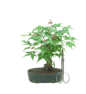 ACER PALMATUM 15683