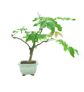 WISTERIA FLOR BLANCA 11321
