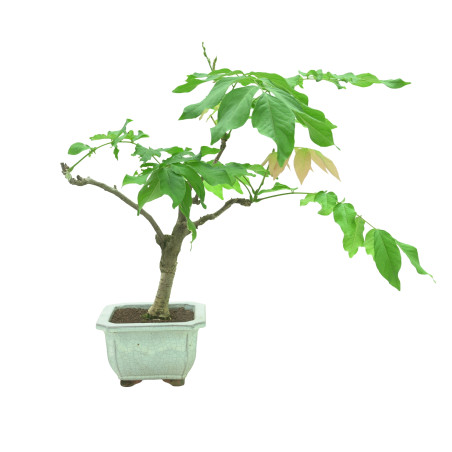 WISTERIA FLOR BLANCA 11321