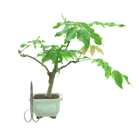WISTERIA FLOR BLANCA 11321