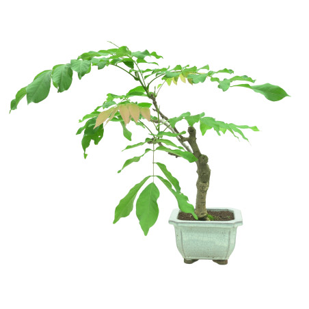 WISTERIA FLOR BLANCA 11321