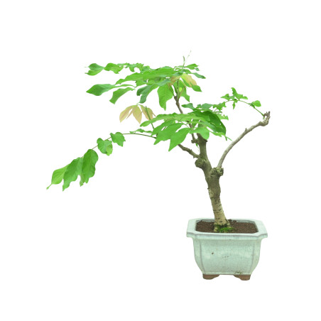 WISTERIA FLOR BLANCA 11321