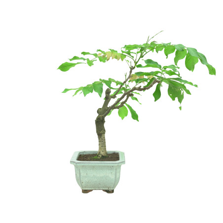 WISTERIA FLOR BLANCA 11321