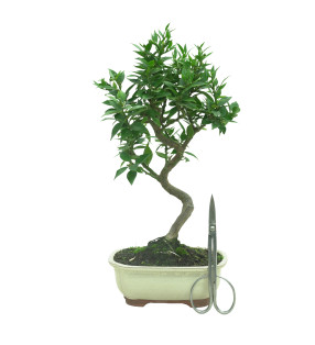 CITRUS MYRTIFOLIA 16575